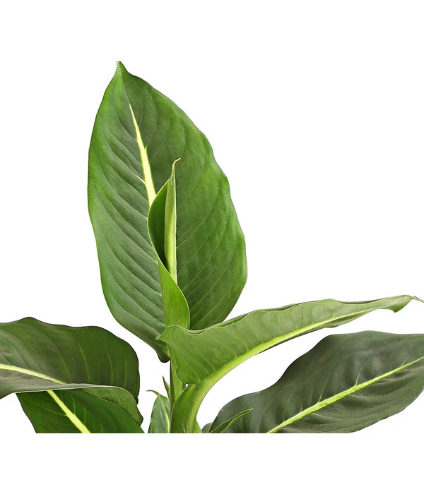 Dieffenbachie - Dieffenbachia Maculata, Verschiedene Sorten 5 Dieffenbachie - Dieffenbachia Maculata, Verschiedene Sorten – Bild 5