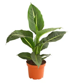 Dieffenbachie - Dieffenbachia Maculata, Verschiedene Sorten 7 Dieffenbachie - Dieffenbachia Maculata, Verschiedene Sorten -Deutschland Genussgarten Verkaufs-Shop 8219560 WE FS 001 DieffenbachieDieffenbachiaGreenMagicT12DehnerExpressHerzig