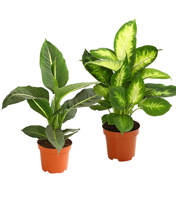 Dieffenbachie - Dieffenbachia Maculata, Verschiedene Sorten 1 Dieffenbachie - Dieffenbachia Maculata, Verschiedene Sorten