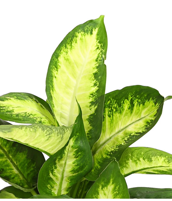 Dieffenbachie - Dieffenbachia Maculata, Verschiedene Sorten 4 Dieffenbachie - Dieffenbachia Maculata, Verschiedene Sorten – Bild 4