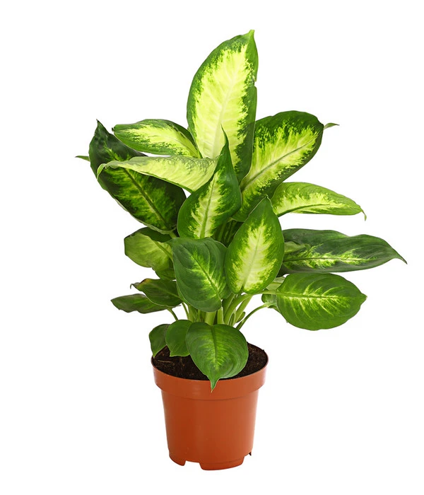 Dieffenbachie - Dieffenbachia Maculata, Verschiedene Sorten 2 Dieffenbachie - Dieffenbachia Maculata, Verschiedene Sorten – Bild 2