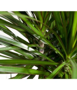 Drachenbaum - Dracaena Marginata -Deutschland Genussgarten Verkaufs-Shop 8221335 8221749 WE DE 002 DracaenaMarginataDrachenbaumDehnerEvaWunderlich