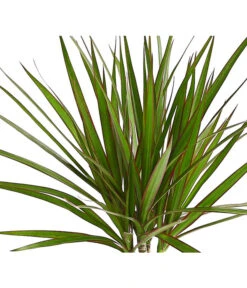 Drachenbaum - Dracaena Marginata -Deutschland Genussgarten Verkaufs-Shop 8221335 WE DE 001 DrachenbaumDracaenaMarginataStammT11DehnerExpressHerzig