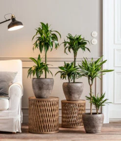 Drachenbaum - Dracaena Deremensis 'Dorado' -Deutschland Genussgarten Verkaufs-Shop 8221707 8511545 8222044 WE MO 001 DrachenbaumDorado