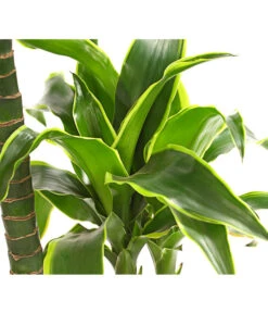 Drachenbaum - Dracaena Deremensis 'Dorado' -Deutschland Genussgarten Verkaufs-Shop 8221707 WE DE 001 DrachenbaumDracaenaDeremensis2erTuffT19OWDehnerExpressHerzig