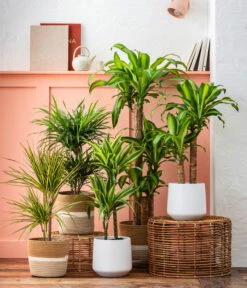 Drachenbaum - Dracaena Fragrans 'Massangeana' 5 Drachenbaum - Dracaena Fragrans 'Massangeana' -Deutschland Genussgarten Verkaufs-Shop 8222044 6904825 WE MO 001 DrachenbaumMassangeanaSeegrasKorbHarmony