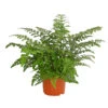 Streifenfarn - Asplenium Dimorphum 'Parvati'