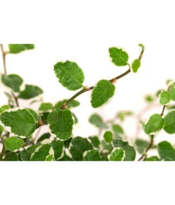 Kletterfeige - Ficus Pumila 'White Sunny' 3 Kletterfeige - Ficus Pumila 'White Sunny' -Deutschland Genussgarten Verkaufs-Shop 8227316 WE DE 001 FicusPumilaWhiteSunnyT12