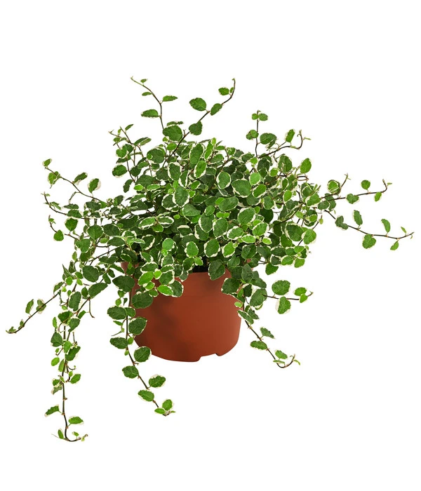 Kletterfeige - Ficus Pumila 'White Sunny' 1 Kletterfeige - Ficus Pumila 'White Sunny'