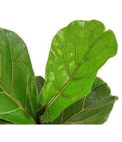 Geigenfeige - Ficus Lyrata -Deutschland Genussgarten Verkaufs-Shop 8227571 PR DE 001 FicusLyrataGeigenfeigeT17DehnerExpressHerzig