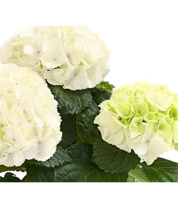 Midi Hortensie - Hydrangea Macrophylla, Verschiedene Farben 7 Midi Hortensie - Hydrangea Macrophylla, Verschiedene Farben – Bild 7