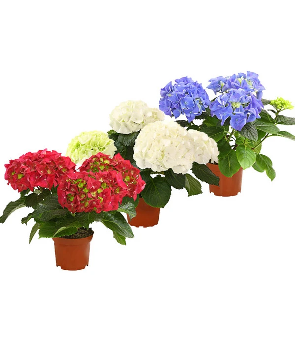 Midi Hortensie - Hydrangea Macrophylla, Verschiedene Farben 1 Midi Hortensie - Hydrangea Macrophylla, Verschiedene Farben