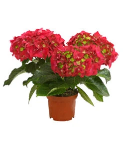 Midi Hortensie - Hydrangea Macrophylla, Verschiedene Farben 11 Midi Hortensie - Hydrangea Macrophylla, Verschiedene Farben -Deutschland Genussgarten Verkaufs-Shop 8233744 WE FS 001 HortensieHydrangeaMidiMixT10DehnerExpressHerzig