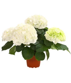 Midi Hortensie - Hydrangea Macrophylla, Verschiedene Farben 9 Midi Hortensie - Hydrangea Macrophylla, Verschiedene Farben -Deutschland Genussgarten Verkaufs-Shop 8233744 WE FS 002 HortensieHydrangeaMidiMixT10DehnerExpressHerzig