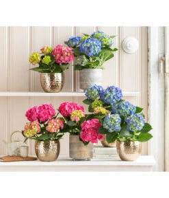 Midi Hortensie - Hydrangea Macrophylla, Verschiedene Farben 12 Midi Hortensie - Hydrangea Macrophylla, Verschiedene Farben -Deutschland Genussgarten Verkaufs-Shop 8233744 WE MO 001 Hortensien