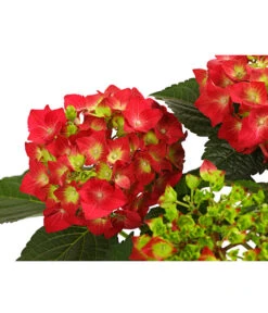Midi Hortensie - Hydrangea Macrophylla, Verschiedene Farben 15 Midi Hortensie - Hydrangea Macrophylla, Verschiedene Farben -Deutschland Genussgarten Verkaufs-Shop 8233751 WE DE 001 HortensieHydrangeaRotT14DehnerExpressHerzig