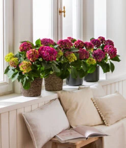 Hortensie - Hydrangea Macrophylla 'Red Beauty®' -Deutschland Genussgarten Verkaufs-Shop 8234429 4439196 4439204 4439212 WE MO 001 HortensieLila