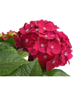 Hortensie - Hydrangea Macrophylla 'Red Beauty®' -Deutschland Genussgarten Verkaufs-Shop 8234429 WE DE 001 HortensieHydrangeaRedBeautyT14DehnerExpressHerzig
