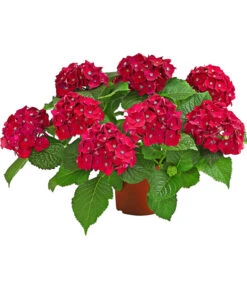 Hortensie - Hydrangea Macrophylla 'Red Beauty®' -Deutschland Genussgarten Verkaufs-Shop 8234429 WE FS 001 HortensieRedBeauty