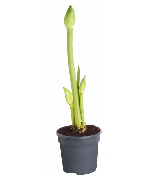 Amaryllis - Hippeastrum Hybride 'Alfresco' 2 Amaryllis - Hippeastrum Hybride 'Alfresco' – Bild 2