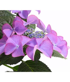 Hortensie - Hydrangea Macrophylla 'Tiffany' -Deutschland Genussgarten Verkaufs-Shop 8236648 PR DE 001 TiffanyHerzig