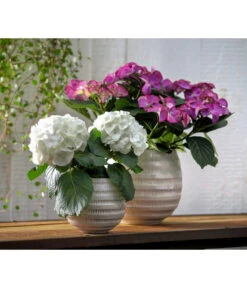 Hortensie - Hydrangea Macrophylla 'Tiffany' -Deutschland Genussgarten Verkaufs-Shop 8236648 WE MO 013 8233744 HydrangeamacrophyllaHortensieTiffanyHortensieMidi