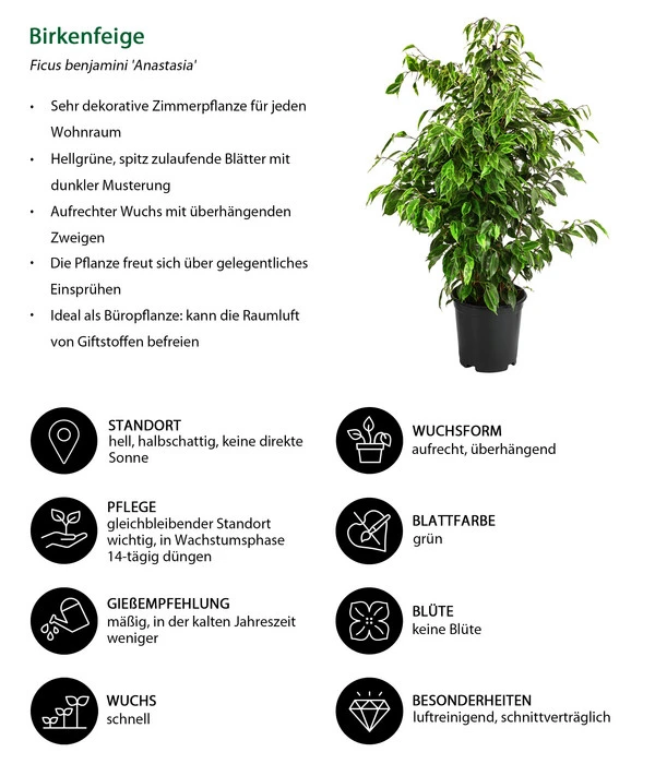 Birkenfeige - Ficus Benjamini 'Anastasia' 2 Birkenfeige - Ficus Benjamini 'Anastasia' – Bild 2