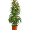 Birkenfeige - Ficus Binnendijkii 'Amstel King'