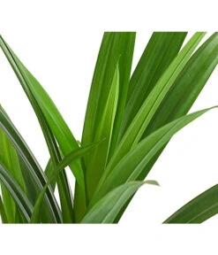 Schraubenbaum - Pandanus Veitchii 3 Schraubenbaum - Pandanus Veitchii -Deutschland Genussgarten Verkaufs-Shop 8252249 WE DE 001 SchraubenbaumPandanusLatifoliusT12DehnerExpresHerzig
