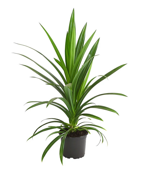 Schraubenbaum - Pandanus Veitchii 1 Schraubenbaum - Pandanus Veitchii