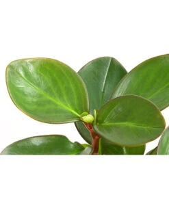 Peperomie - Peperomia Obtusifolia 'Red Margin' 3 Peperomie - Peperomia Obtusifolia 'Red Margin' -Deutschland Genussgarten Verkaufs-Shop 8252405 PR DE 001 PeperomieObtusfoliaRedMarginT12DehnerExpressHerzig