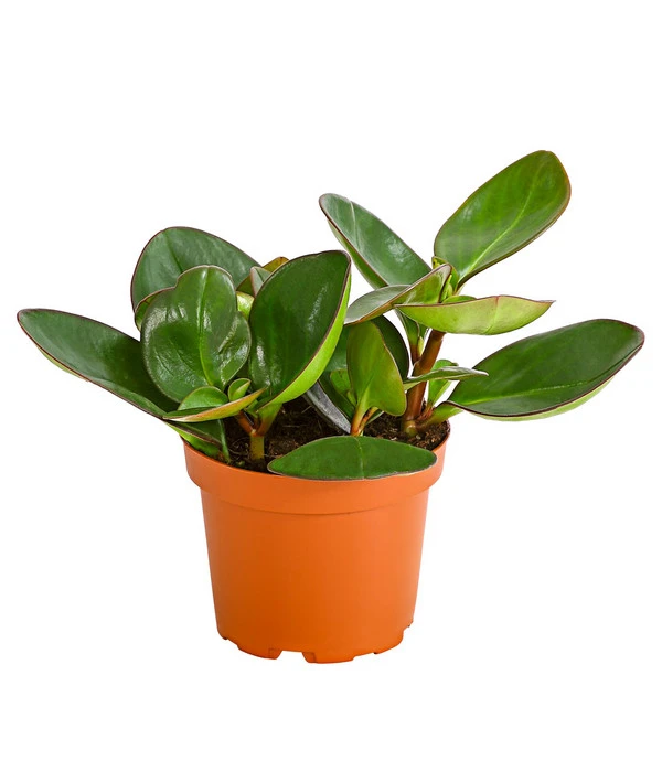 Peperomie - Peperomia Obtusifolia 'Red Margin' 1 Peperomie - Peperomia Obtusifolia 'Red Margin'