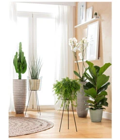 Geigenfeige - Ficus Lyrata -Deutschland Genussgarten Verkaufs-Shop 8253023 BodentiefeFensterHungerSimmeth