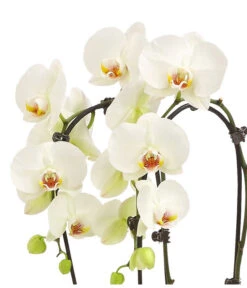Schmetterlingsorchidee - Phalaenopsis Cultivars 'Cascade', Verschiedene Sorten 16 Schmetterlingsorchidee - Phalaenopsis Cultivars 'Cascade', Verschiedene Sorten -Deutschland Genussgarten Verkaufs-Shop 8253346 WE DE 001 PhalaenopsisSchmetterlingsorchideeCascade2TrWeissHerzig