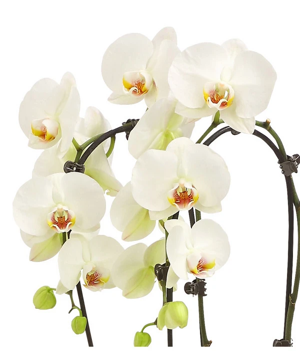 Schmetterlingsorchidee - Phalaenopsis Cultivars 'Cascade', Verschiedene Sorten 8 Schmetterlingsorchidee - Phalaenopsis Cultivars 'Cascade', Verschiedene Sorten – Bild 8