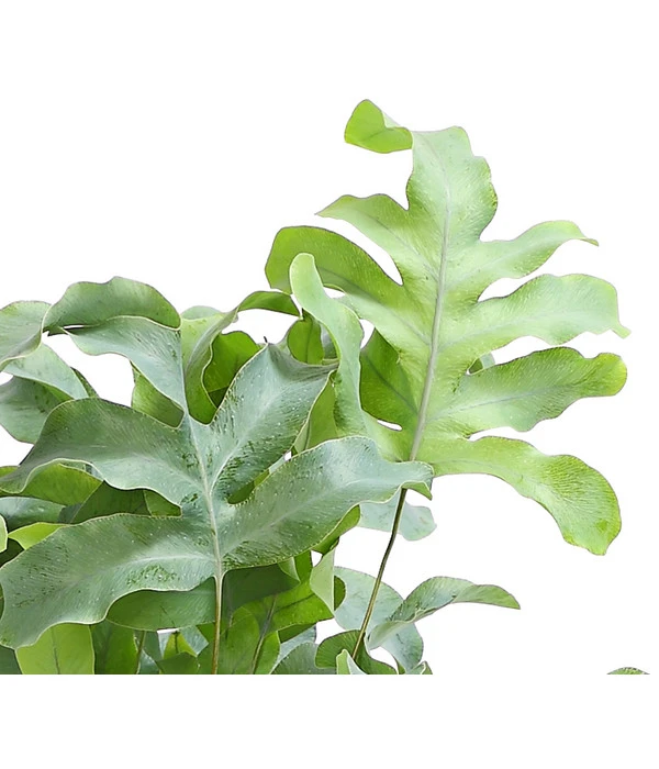 Farn-Set, Verschiedene Sorten, 3-teilig 7 Farn-Set, Verschiedene Sorten, 3-teilig – Bild 7