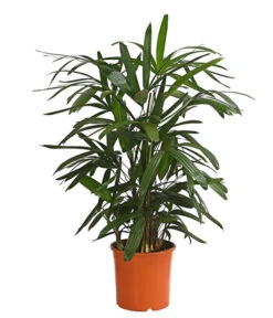 Steckenpalme - Rhapis Excelsa