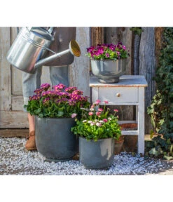 Gänseblümchen 'Erdbeersahne', Gefüllt 10 Gänseblümchen 'Erdbeersahne', Gefüllt -Deutschland Genussgarten Verkaufs-Shop 8261331 8809857 WE MO 001 PrimelVictorianaGaensebluemchenErdbeersahne