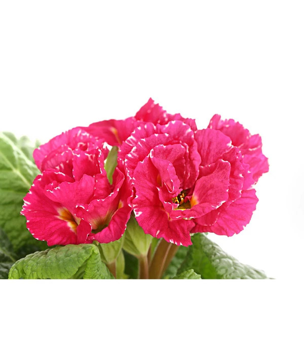 Gefüllte Primel, Verschiedene Sorten 5 Gefüllte Primel, Verschiedene Sorten – Bild 5