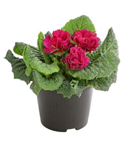 Gefüllte Primel, Verschiedene Sorten 14 Gefüllte Primel, Verschiedene Sorten -Deutschland Genussgarten Verkaufs-Shop 8261356 PR FS 002 PrimelnPrimulaGefuelltT11DehnerExpressHerzig