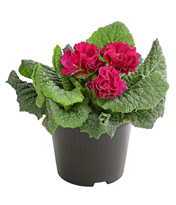 Gefüllte Primel, Verschiedene Sorten 2 Gefüllte Primel, Verschiedene Sorten – Bild 2