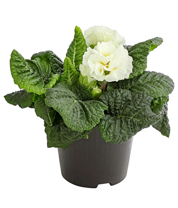 Gefüllte Primel, Verschiedene Sorten 3 Gefüllte Primel, Verschiedene Sorten – Bild 3