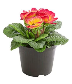 Gefüllte Primel, Verschiedene Sorten 16 Gefüllte Primel, Verschiedene Sorten -Deutschland Genussgarten Verkaufs-Shop 8261356 PR FS 004 PrimelnPrimulaGefuelltT11DehnerExpressHerzig