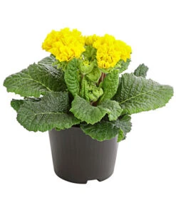 Gefüllte Primel, Verschiedene Sorten 18 Gefüllte Primel, Verschiedene Sorten -Deutschland Genussgarten Verkaufs-Shop 8261356 PR FS 006 PrimelnPrimulaGefuelltT11DehnerExpressHerzig