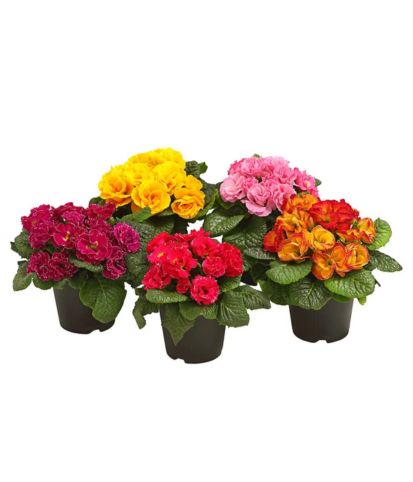 Gefüllte Primel, Verschiedene Sorten 1 Gefüllte Primel, Verschiedene Sorten