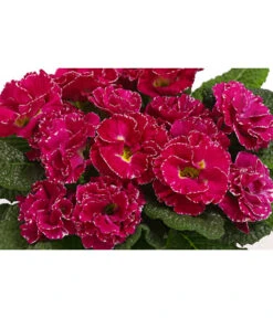 Gefüllte Primel, Verschiedene Sorten 21 Gefüllte Primel, Verschiedene Sorten -Deutschland Genussgarten Verkaufs-Shop 8261356 WE DE 001 PrimulaGefuelltPrimelT10Herzig