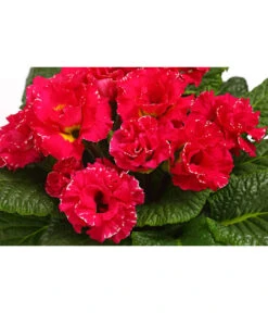 Gefüllte Primel, Verschiedene Sorten 22 Gefüllte Primel, Verschiedene Sorten -Deutschland Genussgarten Verkaufs-Shop 8261356 WE DE 002 PrimulaGefuelltPrimelT10Herzig