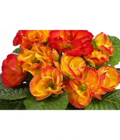 Gefüllte Primel, Verschiedene Sorten 23 Gefüllte Primel, Verschiedene Sorten -Deutschland Genussgarten Verkaufs-Shop 8261356 WE DE 003 PrimulaGefuelltPrimelT10Herzig