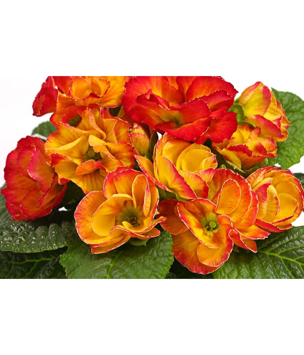 Gefüllte Primel, Verschiedene Sorten 11 Gefüllte Primel, Verschiedene Sorten – Bild 11