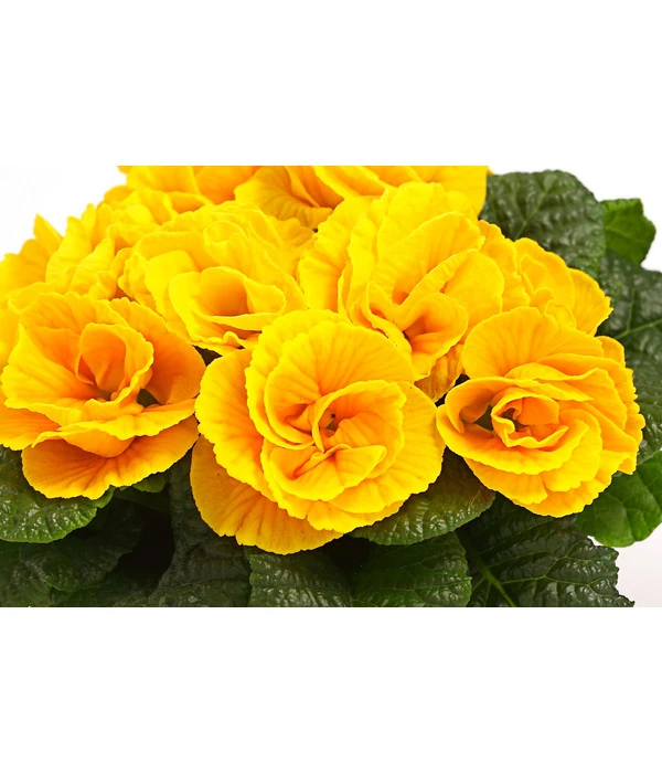 Gefüllte Primel, Verschiedene Sorten 12 Gefüllte Primel, Verschiedene Sorten – Bild 12